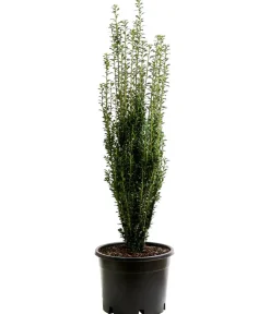 Dehner Laubgehölze|Xxl-Gartenpflanzen - Japanischer Säulen-Berg-Ilex 'Fastigiata' Dunkelgrün