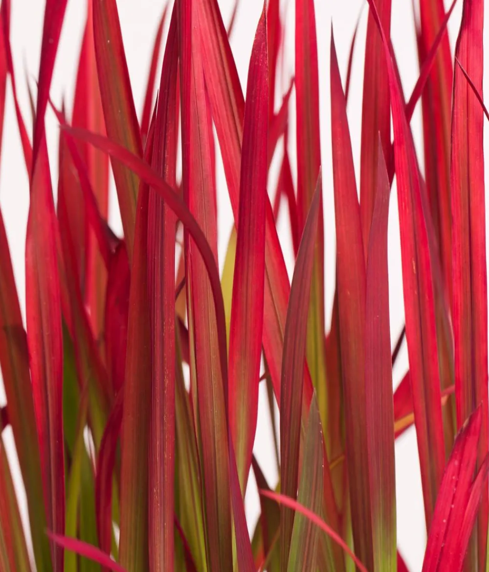 Dehner Gräser > Japanisches Blutgras 'Red Baron'