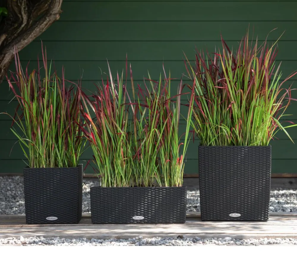 Dehner Gräser > Japanisches Blutgras 'Red Baron'