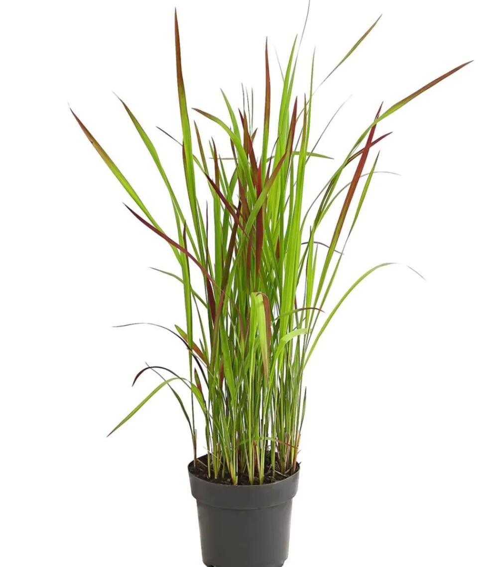 Dehner Gräser > Japanisches Blutgras 'Red Baron'