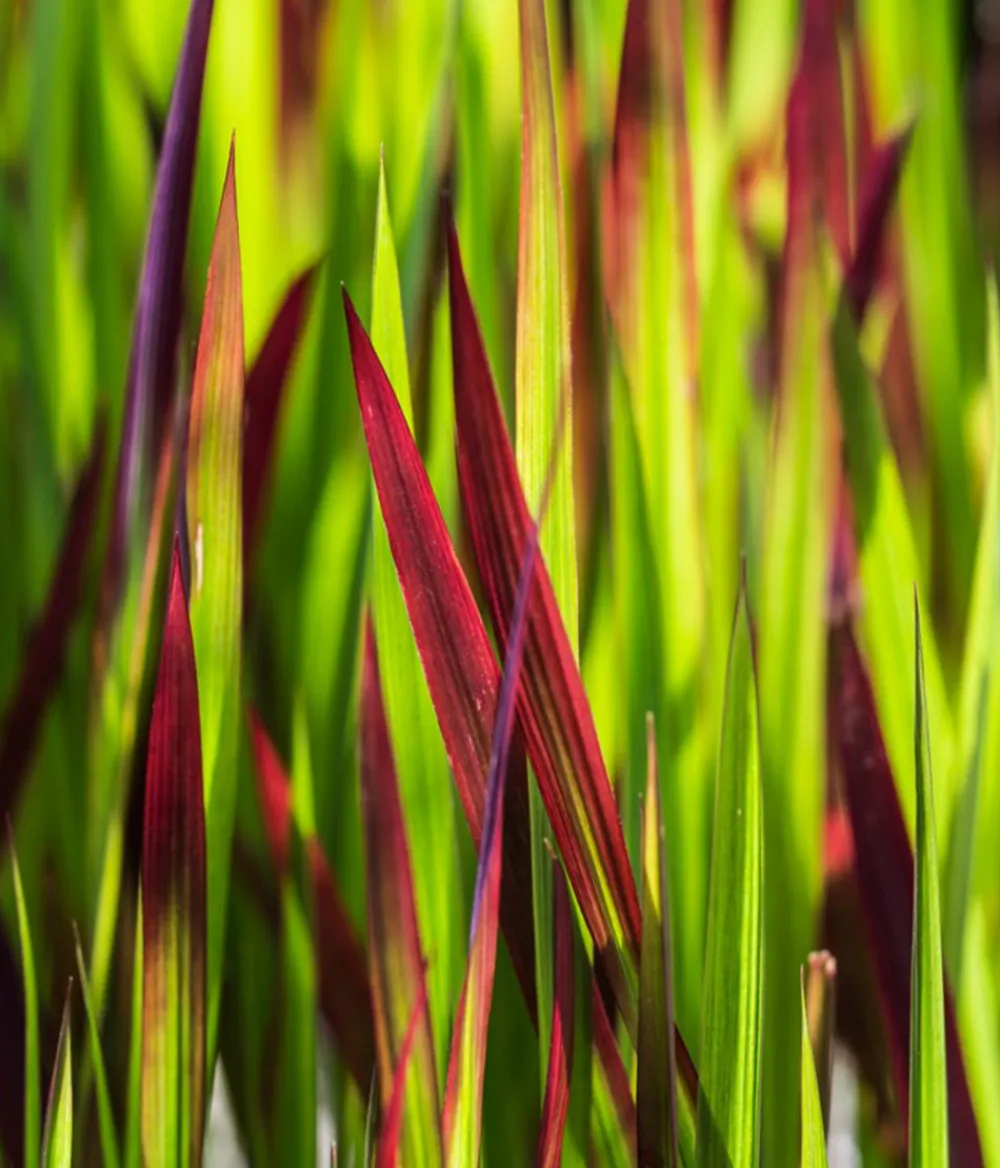 Dehner Gräser > Japanisches Blutgras 'Red Baron'