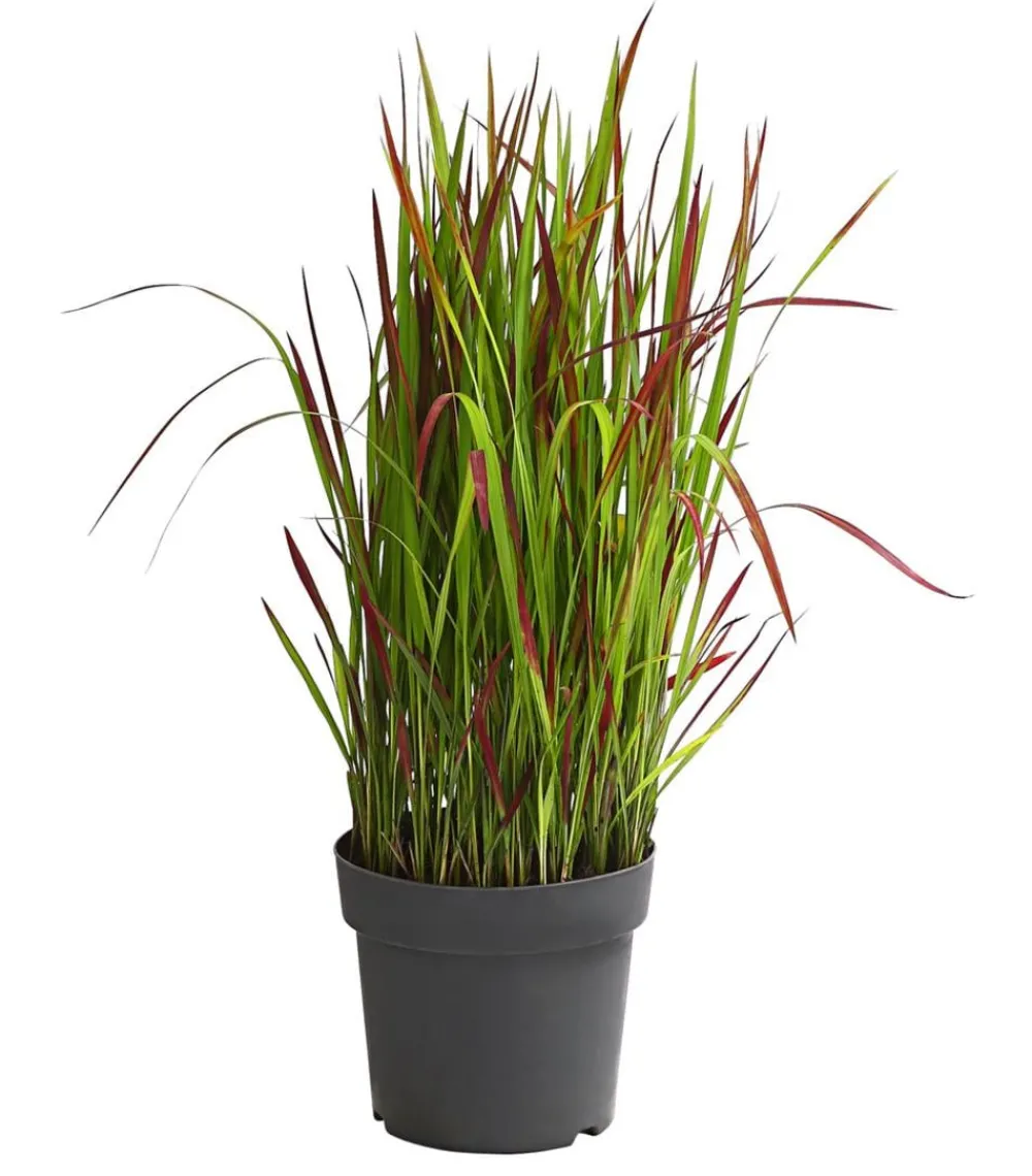 Dehner Japanisches Blutgras 'Red Baron'