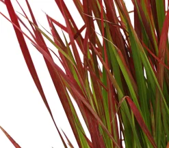 Dehner Japanisches Blutgras 'Red Baron'