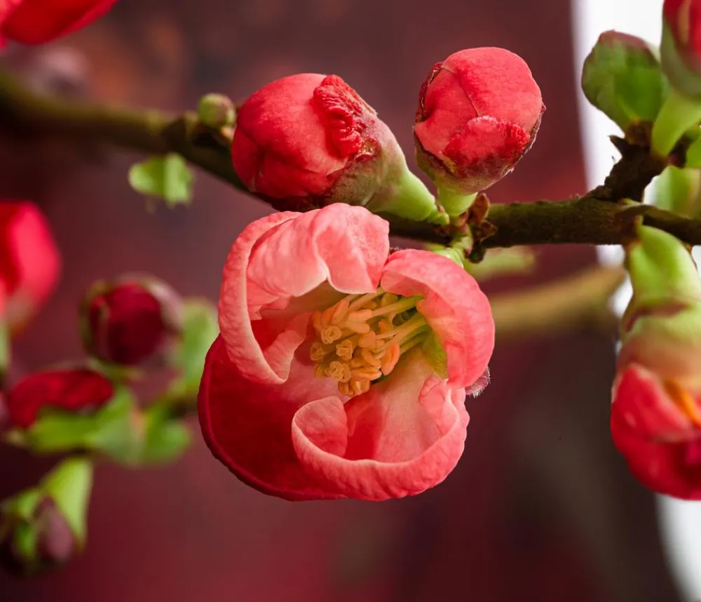 Dehner Japanische Zierquitte Rot New