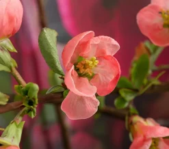Dehner Vogelschutzhecken|Blühende Sträucher - Japanische Zierquitte Rosa