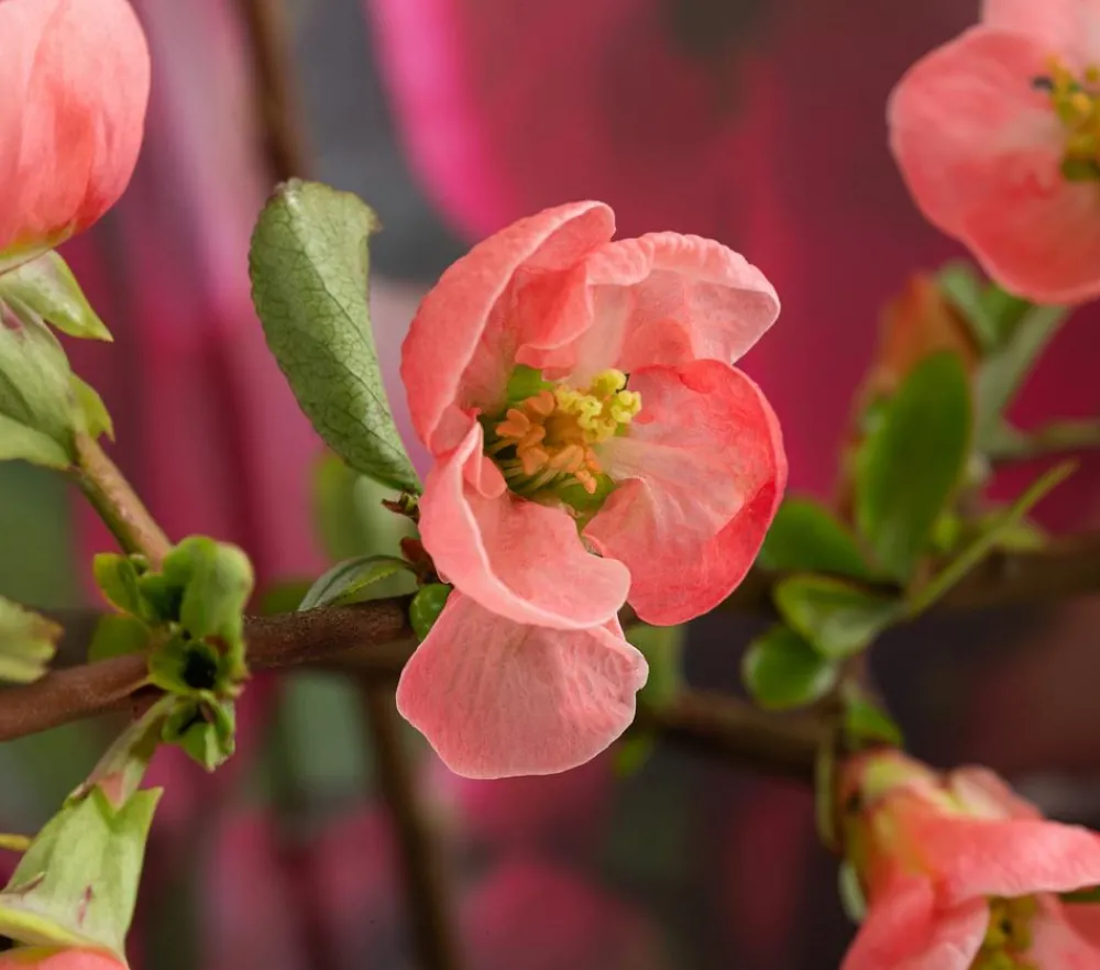 Dehner Vogelschutzhecken|Blühende Sträucher - Japanische Zierquitte Rosa