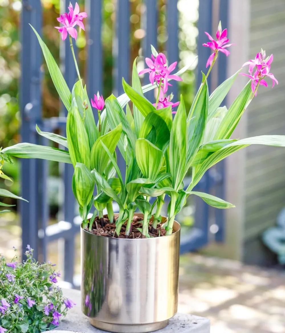 Dehner Japanorchidee - Bletilla striata Hot