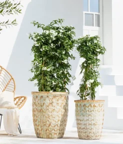 Dehner Terrassenpflanzen > Jasminblütiger Nachtschatten, Stämmchen