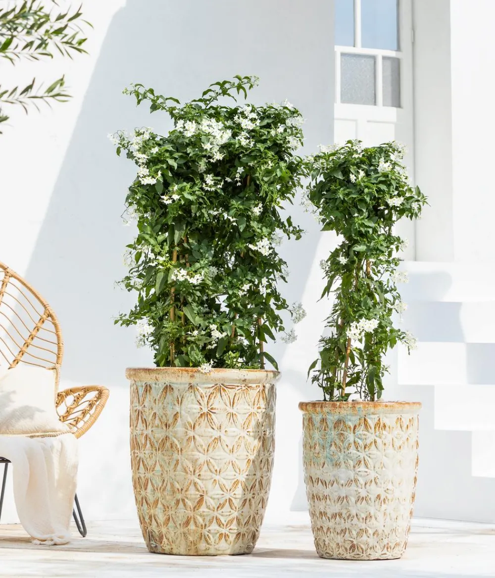 Dehner Terrassenpflanzen > Jasminblütiger Nachtschatten, Stämmchen