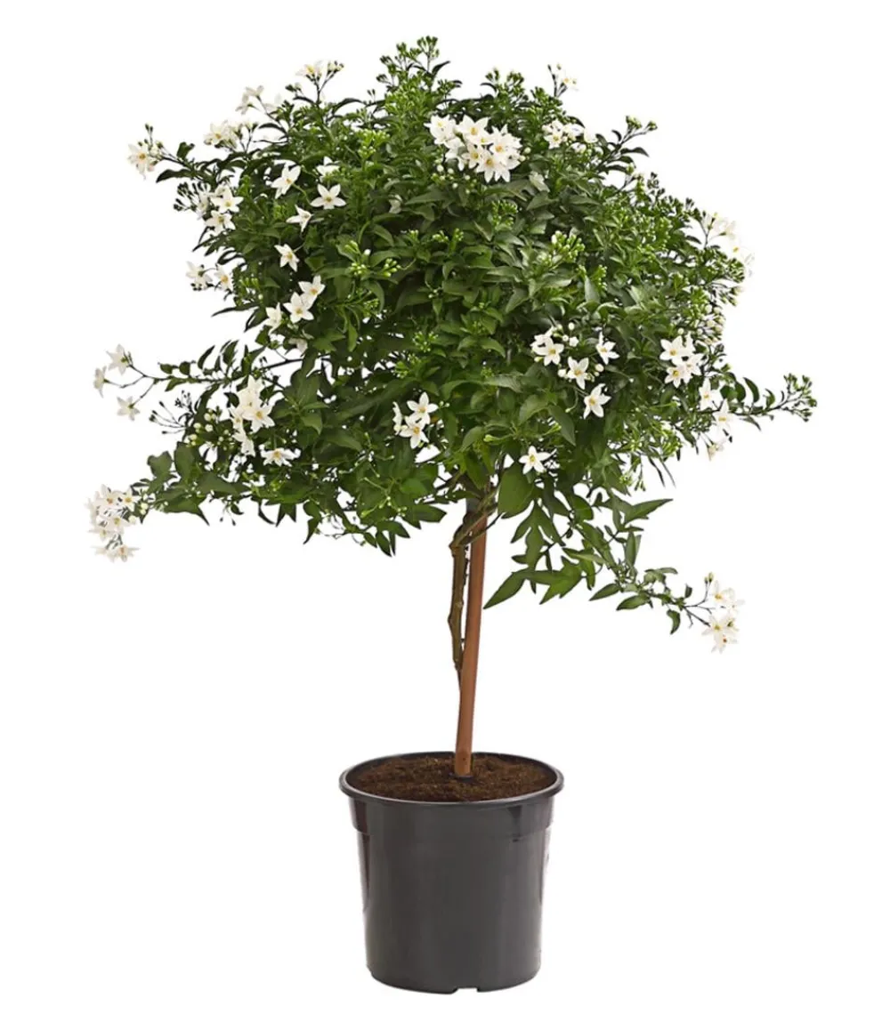 Dehner Jasminblütiger Nachtschatten, Stämmchen