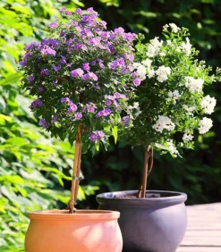 Dehner Jasminblütiger Nachtschatten, Stämmchen