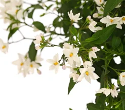 Dehner Jasminblütiger Nachtschatten, Stämmchen