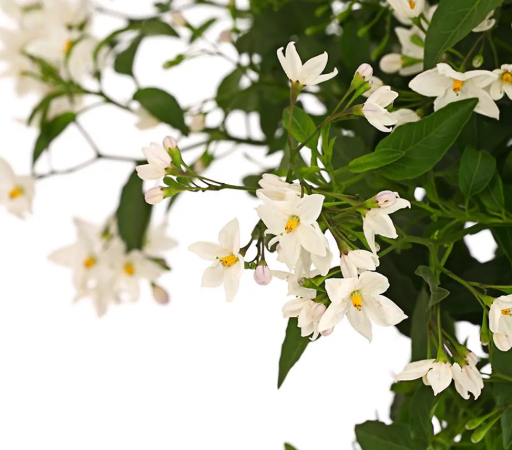 Dehner Jasminblütiger Nachtschatten, Stämmchen