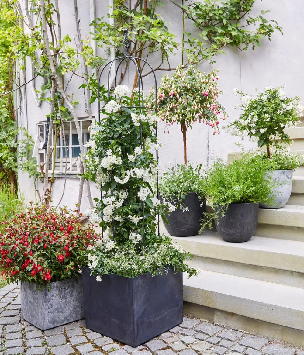 Dehner Jasminblütiger Nachtschatten, Stämmchen