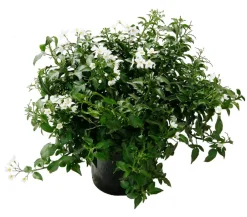 Dehner Jasminblütiger Nachtschatten