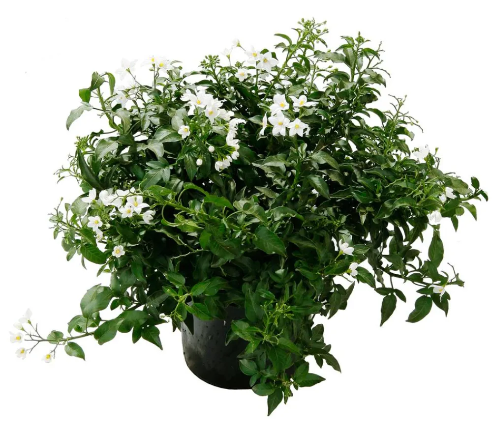 Dehner Jasminblütiger Nachtschatten