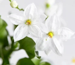 Dehner Terrassenpflanzen|Hängende Sommerblüher - Jasminblütiger Nachtschatten