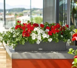 Dehner Terrassenpflanzen|Hängende Sommerblüher - Jasminblütiger Nachtschatten