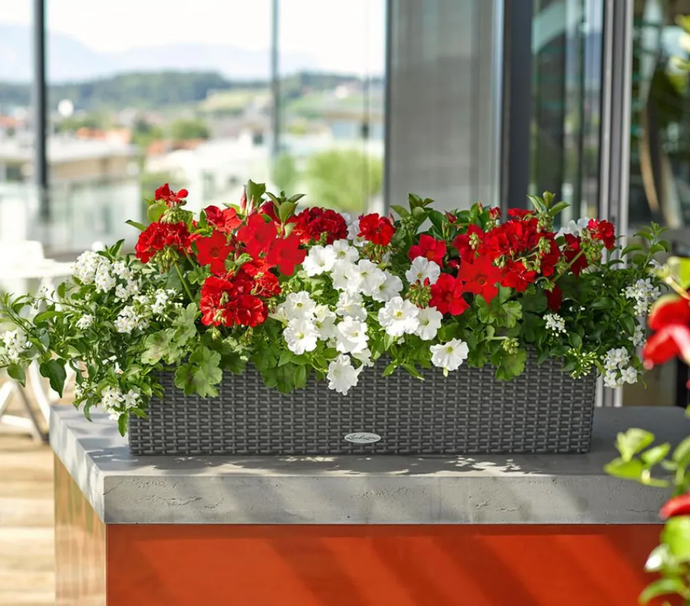 Dehner Terrassenpflanzen|Hängende Sommerblüher - Jasminblütiger Nachtschatten