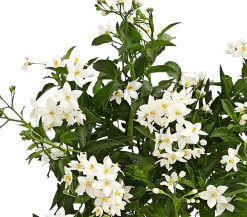 Dehner Terrassenpflanzen|Hängende Sommerblüher - Jasminblütiger Nachtschatten
