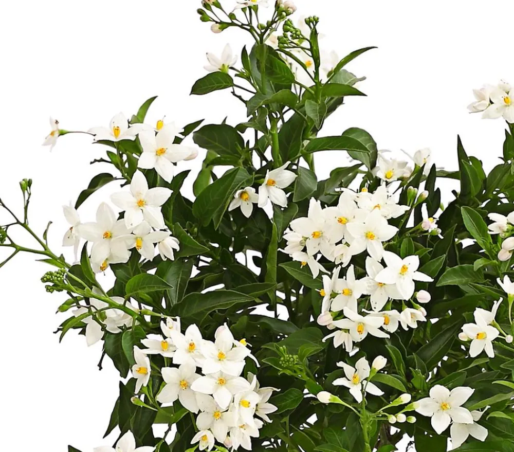 Dehner Terrassenpflanzen|Hängende Sommerblüher - Jasminblütiger Nachtschatten
