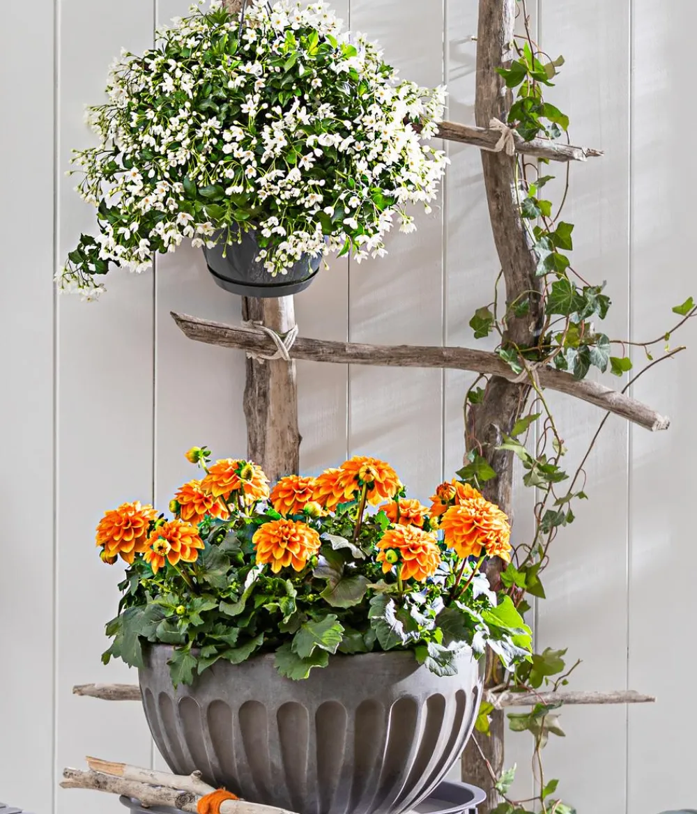 Dehner Pflanzenampeln|Hängende Sommerblüher - Jasminblütiger Nachtschatten, Ampel Weiß