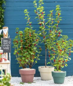 Dehner Stachel- & Johannisbeeren|Beerensträucher > Johannisbeere 'Jonkheer van Tets'