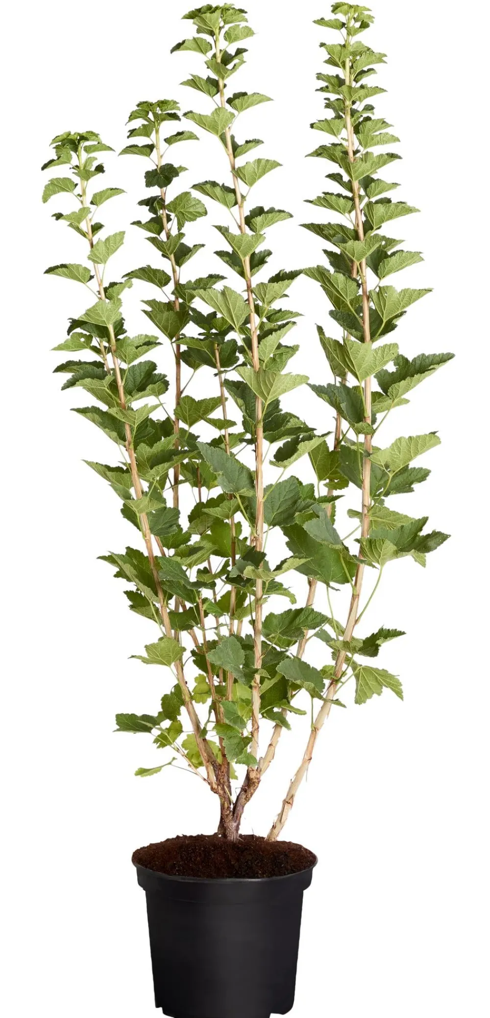 Dehner Stachel- & Johannisbeeren|Beerensträucher > Johannisbeere 'Jonkheer van Tets'