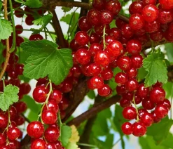 Dehner Stachel- & Johannisbeeren|Beerensträucher > Johannisbeere 'Jonkheer van Tets'