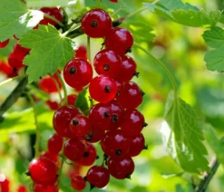 Dehner Stachel- & Johannisbeeren|Beerensträucher > Johannisbeere 'Jonkheer van Tets'