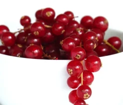Dehner Johannisbeere 'Jonkheer van Tets' Rot Sale