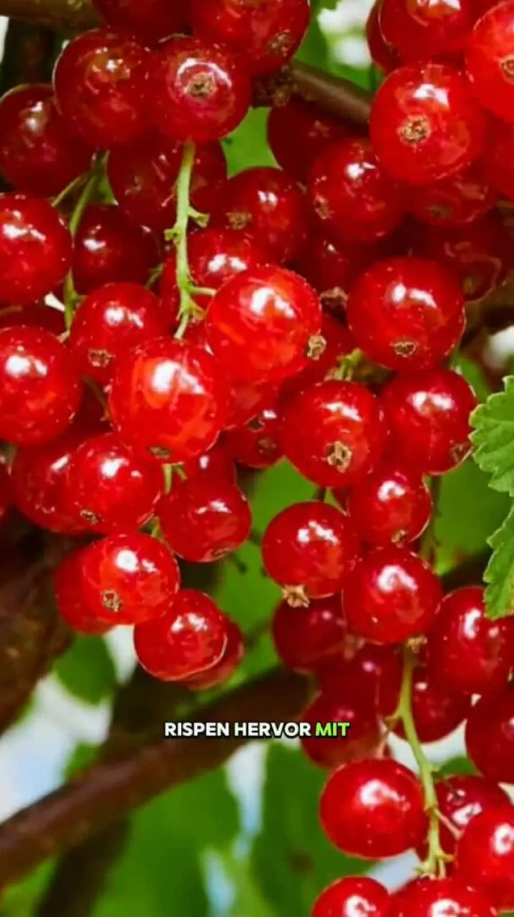 Dehner Stachel- & Johannisbeeren|Beerensträucher - Johannisbeere 'Jonkheer van Tets' Rot