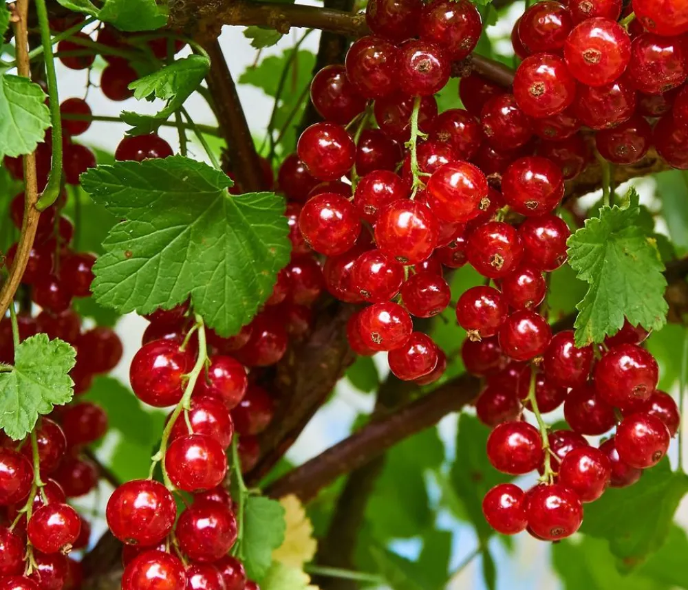 Dehner Stachel- & Johannisbeeren|Beerensträucher - Johannisbeere 'Jonkheer van Tets' Rot
