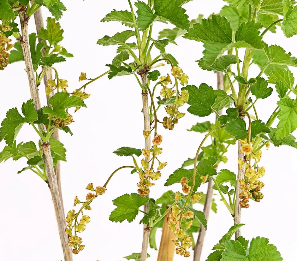 Dehner Stachel- & Johannisbeeren|Beerensträucher - Johannisbeere 'Jonkheer van Tets' Rot