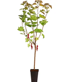Dehner Stachel- & Johannisbeeren|Beerensträucher > Johannisbeere 'Rovada'