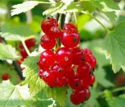 Dehner Stachel- & Johannisbeeren|Beerensträucher > Johannisbeere 'Rovada'