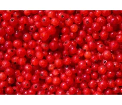 Dehner Stachel- & Johannisbeeren|Beerensträucher > Johannisbeere 'Rovada'