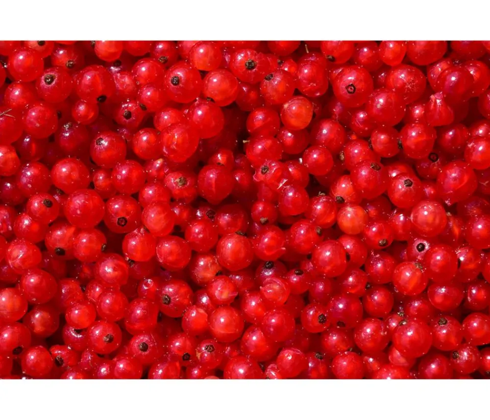 Dehner Stachel- & Johannisbeeren|Beerensträucher - Johannisbeere 'Rovada' Rot
