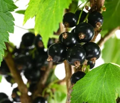 Dehner Stachel- & Johannisbeeren|Beerensträucher > Johannisbeere 'e Perle'