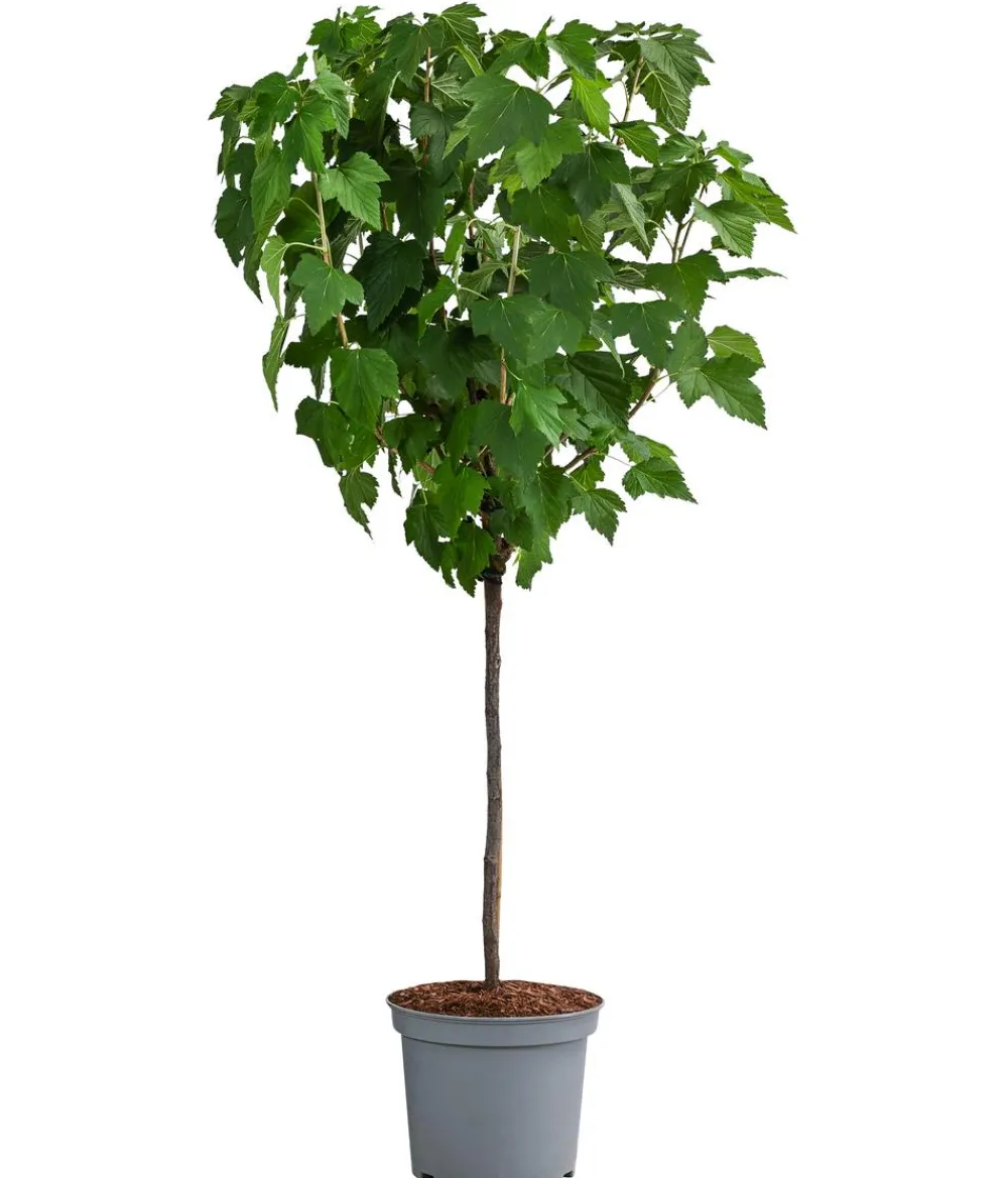 Dehner Stachel- & Johannisbeeren|Beerensträucher > Johannisbeere 'e Perle'