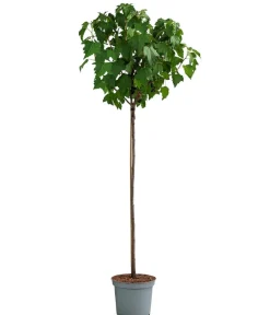 Dehner Johannisbeere 'e Perle' Schwarz Sale