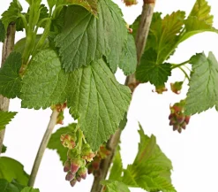 Dehner Stachel- & Johannisbeeren|Beerensträucher - Johannisbeere 'e Perle' Schwarz