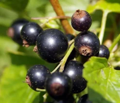 Dehner Stachel- & Johannisbeeren|Beerensträucher - Johannisbeere 'e Perle' Schwarz