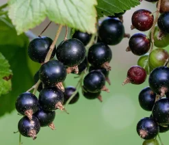 Dehner Stachel- & Johannisbeeren|Beerensträucher > Johannisbeere 'Titania'