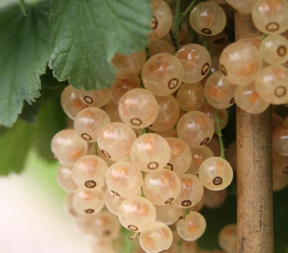 Dehner Stachel- & Johannisbeeren|Beerensträucher > Johannisbeere 'e Versailler'