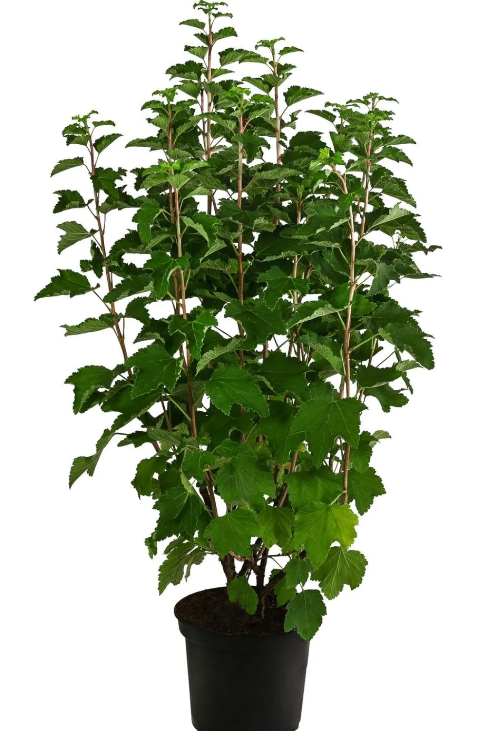Dehner Stachel- & Johannisbeeren|Beerensträucher > Johannisbeere 'e Versailler'
