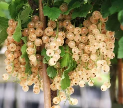 Dehner Stachel- & Johannisbeeren|Beerensträucher > Johannisbeere 'e Versailler'