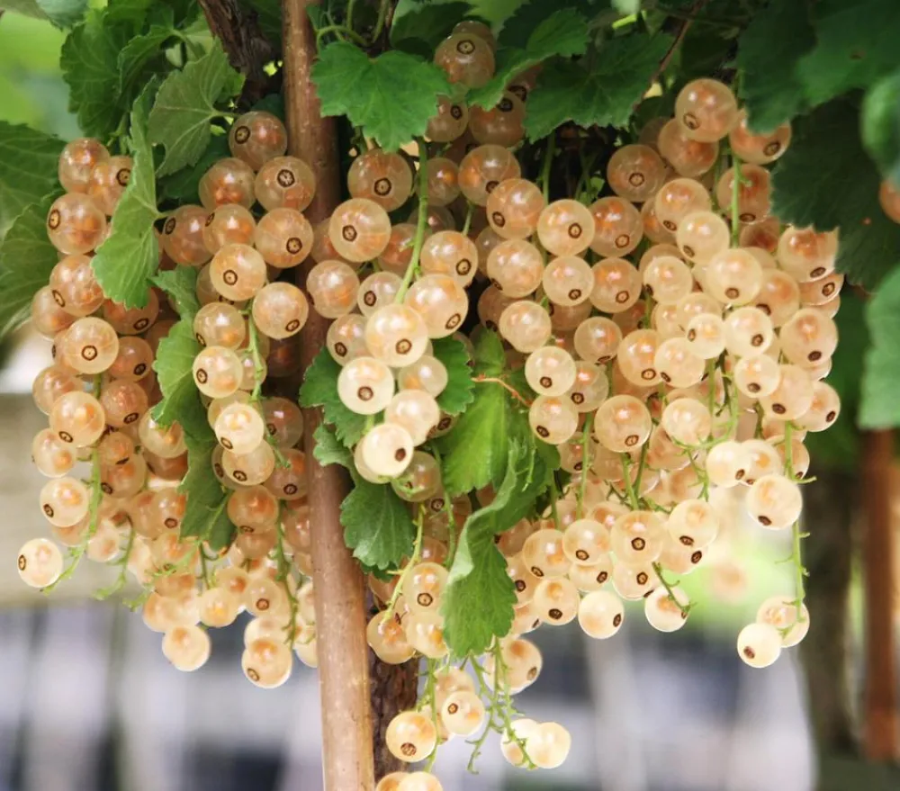 Dehner Stachel- & Johannisbeeren|Beerensträucher > Johannisbeere 'e Versailler'