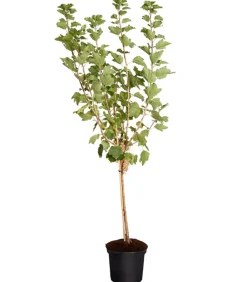 Dehner Stachel- & Johannisbeeren|Beerensträucher - Johannisbeere 'e Versailler' Weiß