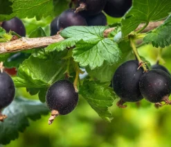 Dehner Stachel- & Johannisbeeren|Beerensträucher - Jostabeere Schwarz